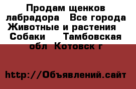 Продам щенков лабрадора - Все города Животные и растения » Собаки   . Тамбовская обл.,Котовск г.